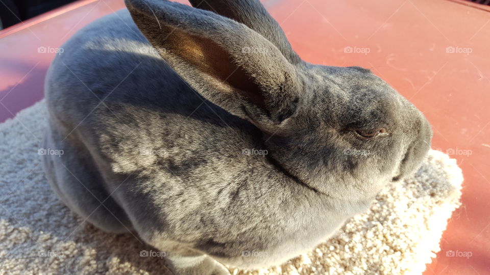 Rabbit sitting on blanket