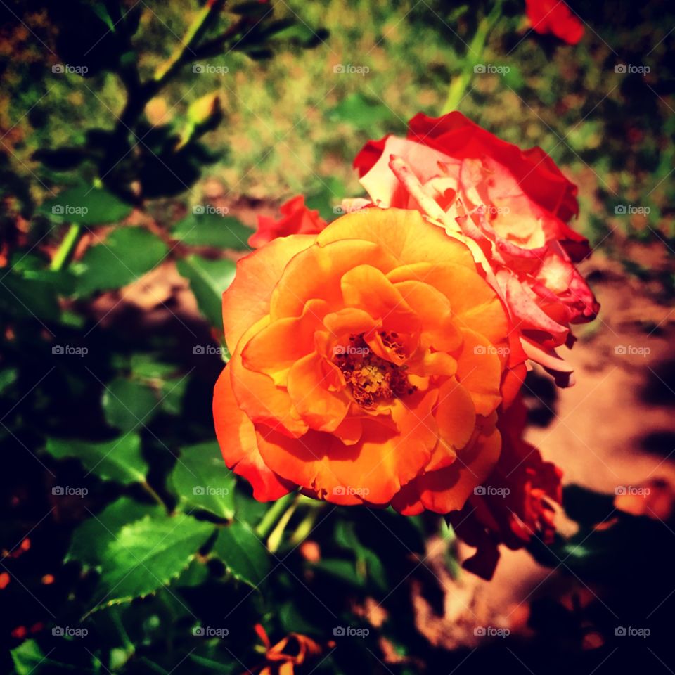 🌼#Flores do nosso #jardim, para alegrar e embelezar nosso dia!
#Jardinagem é nosso #hobby.
🌹
#flowers
#garden
#nature
#flor