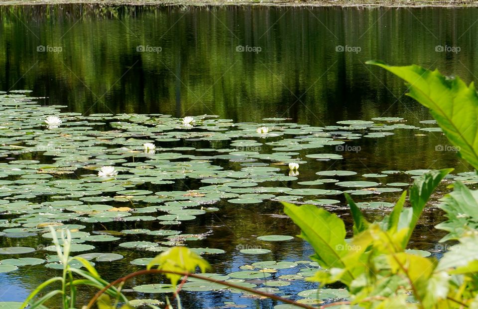 Nature. Lily Pads