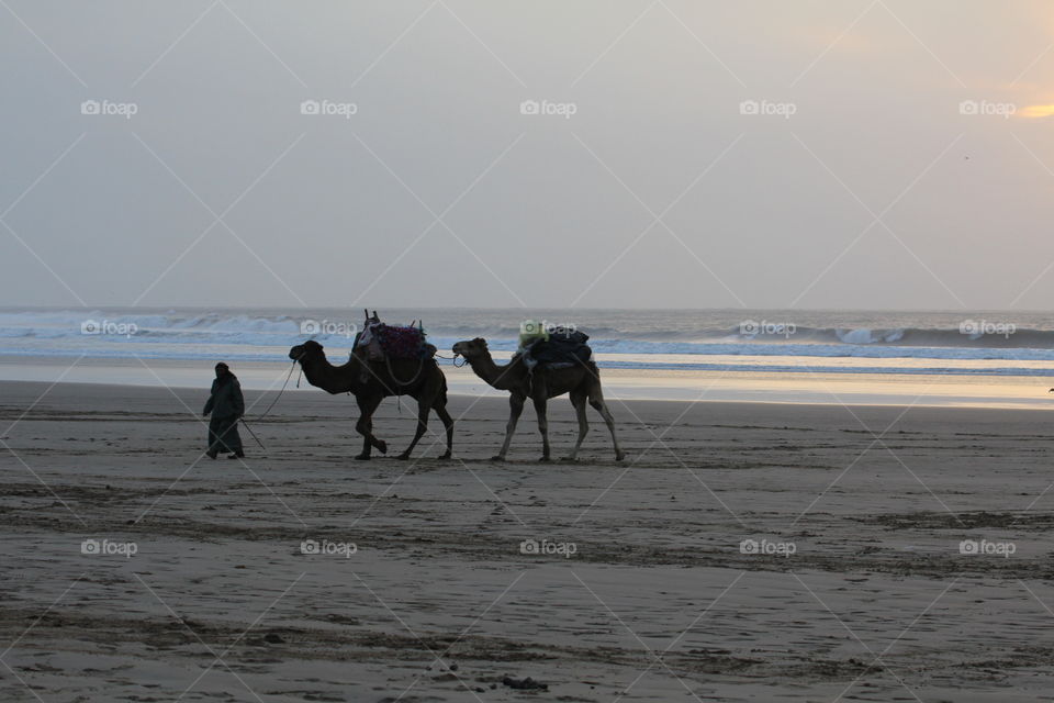 Sunset on the beach with camels in essouria 