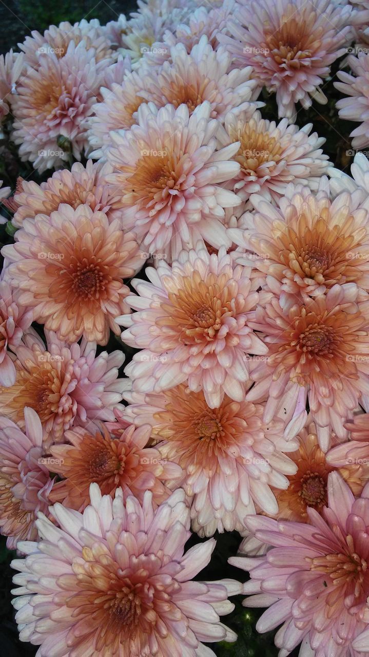 Flower, No Person, Nature, Color, Flora