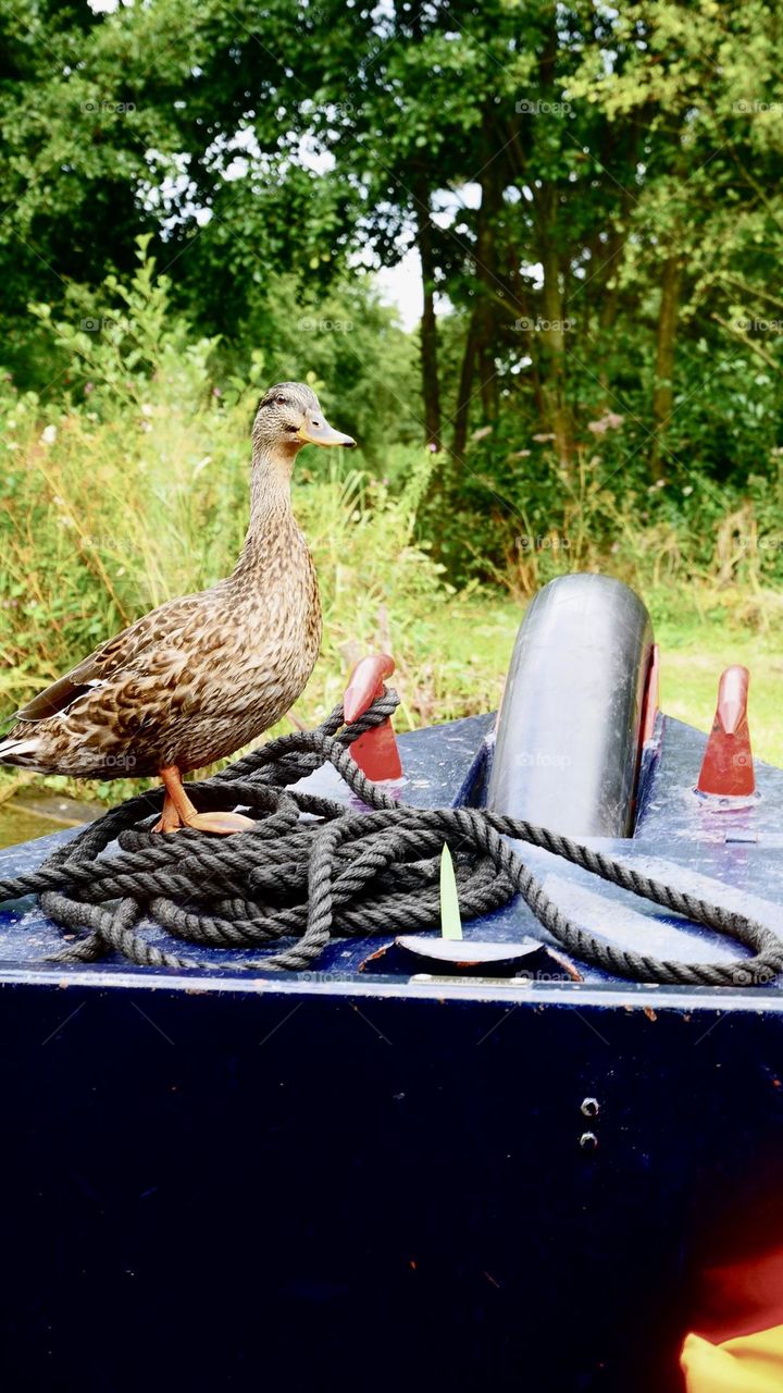 Goose stand on boat front 