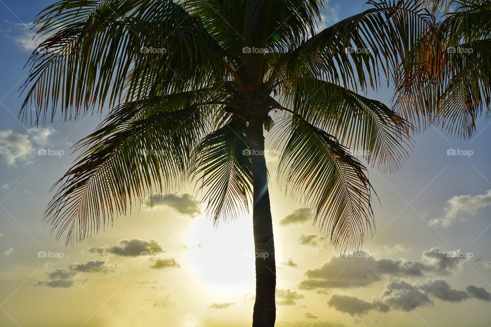 Sunset with a palmtree