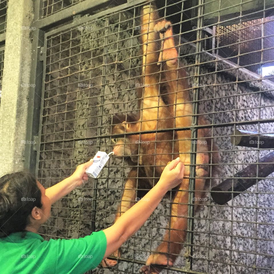 Orangutan feeding