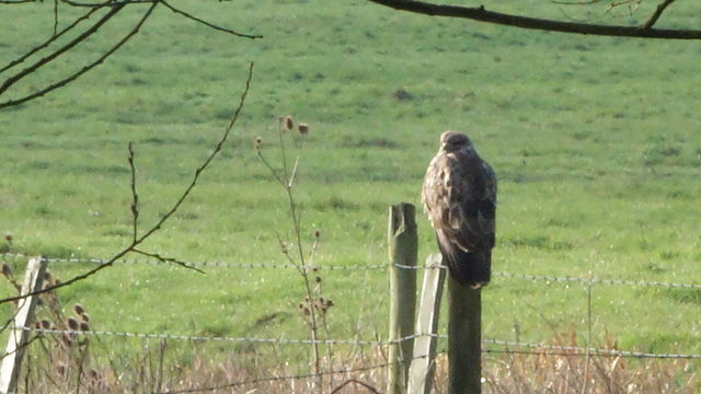 Buzzard