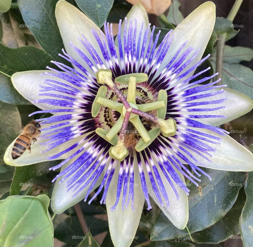 Passion flower