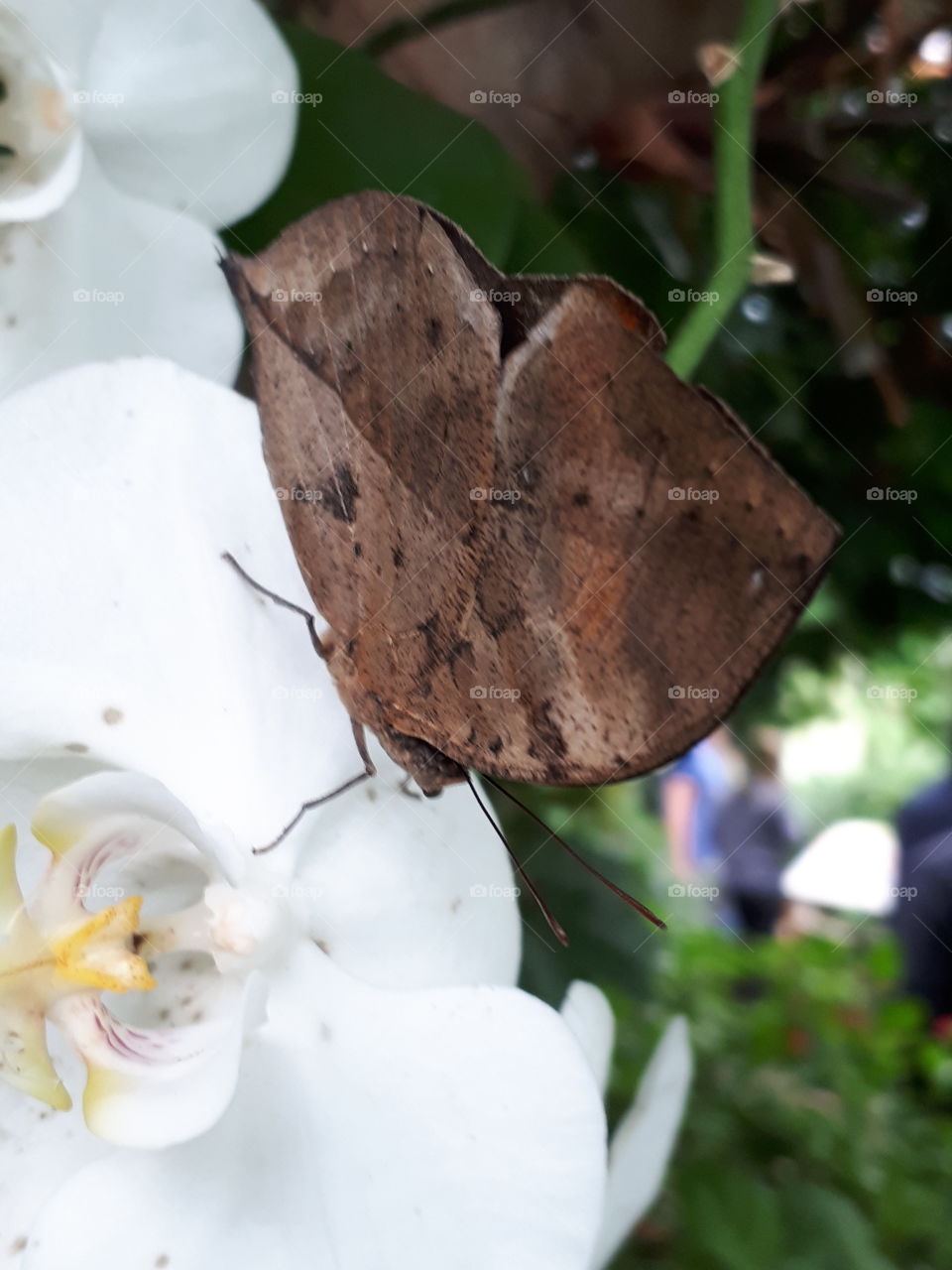 Flower, Nature, No Person, Leaf, Summer