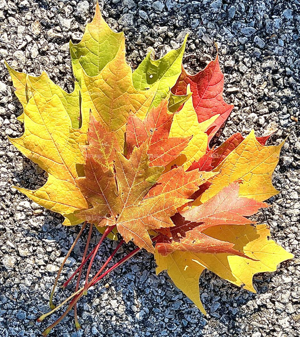 Autumn on a Sidewalk 