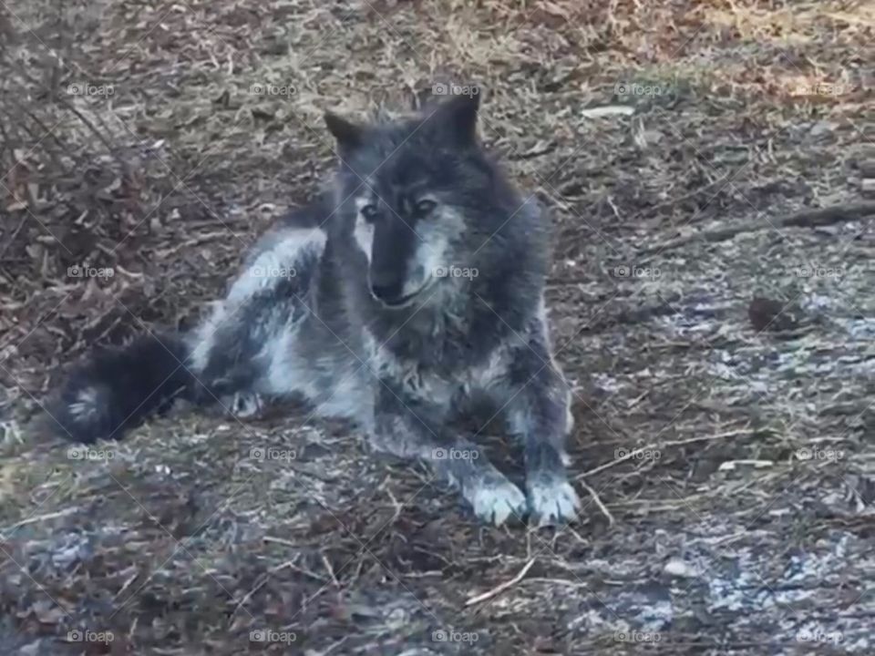 Pensive wolf