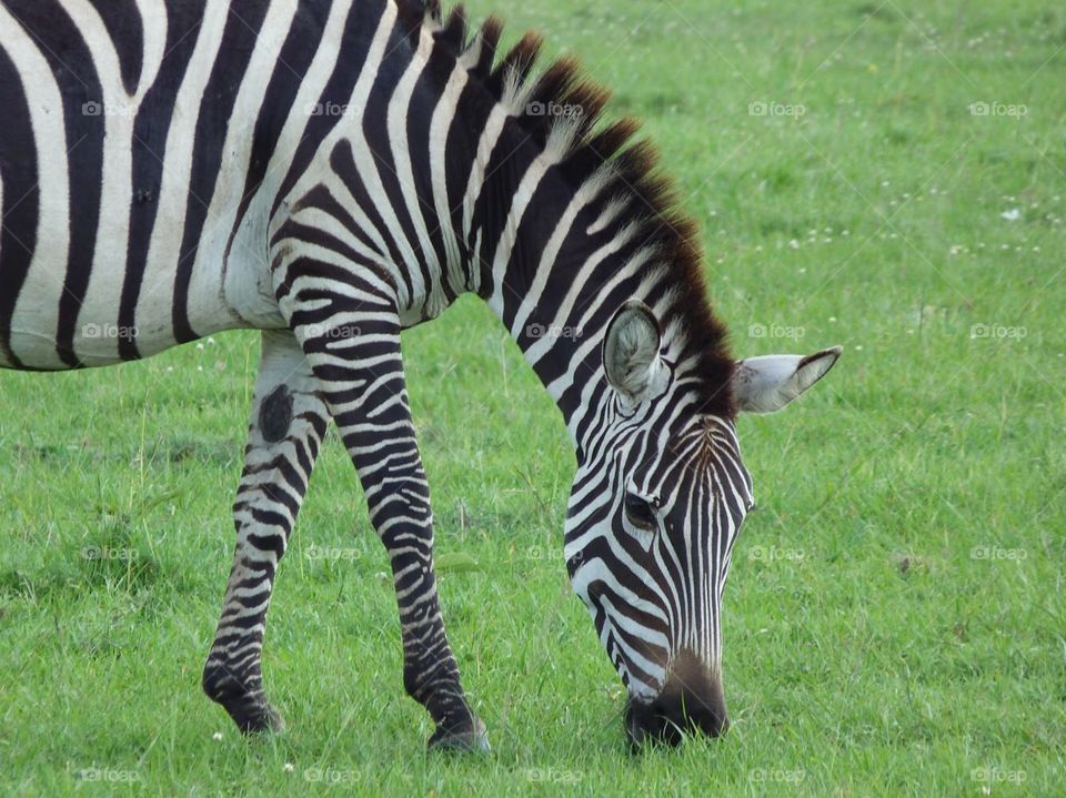 Zebra feeding time, Kenya