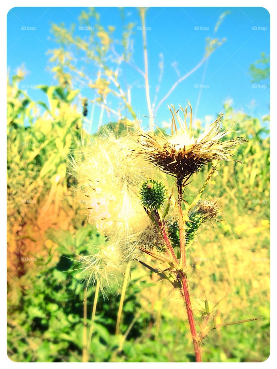 fall flowers