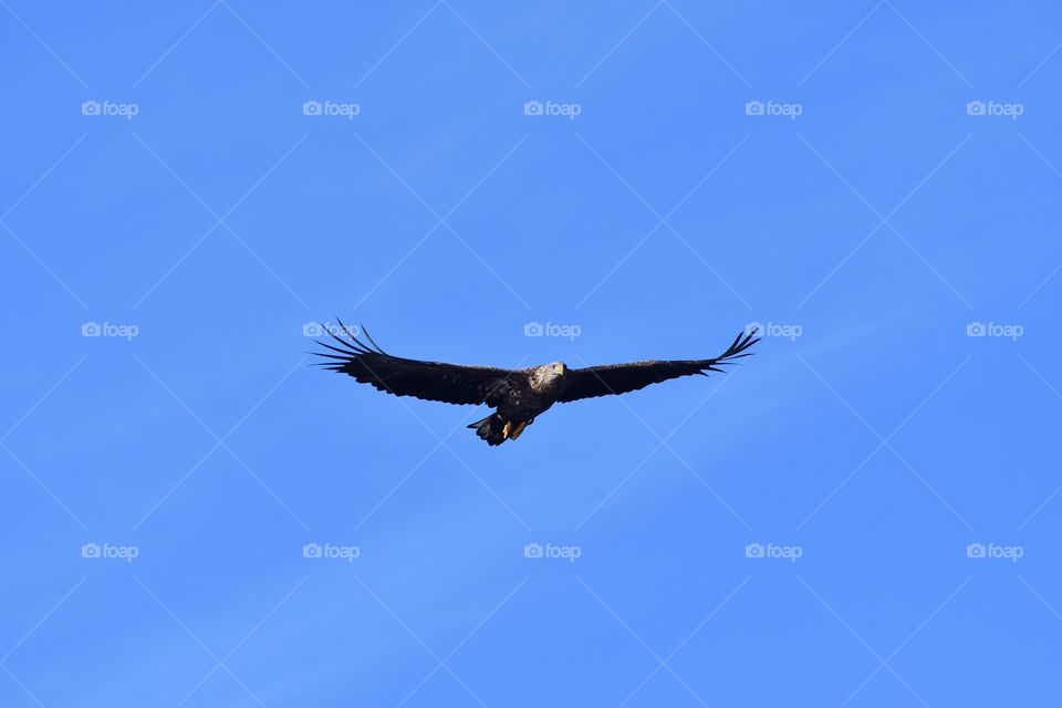 Majestic sea eagle