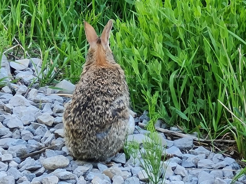 Cottontail rabbit