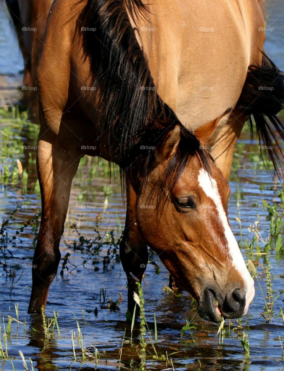 Wild Horse Drinking in River