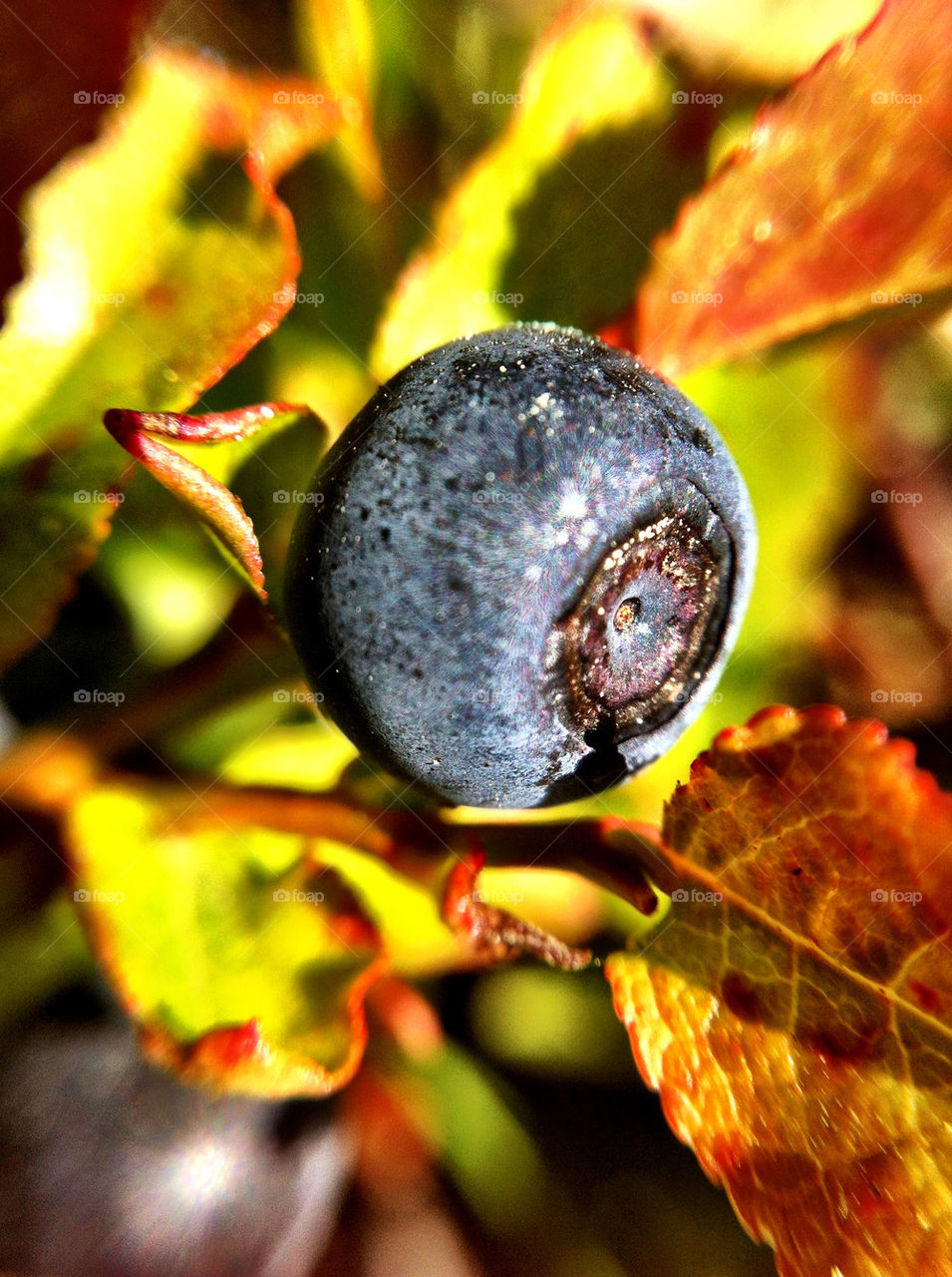 macro sommar närbild blåbär by ka71