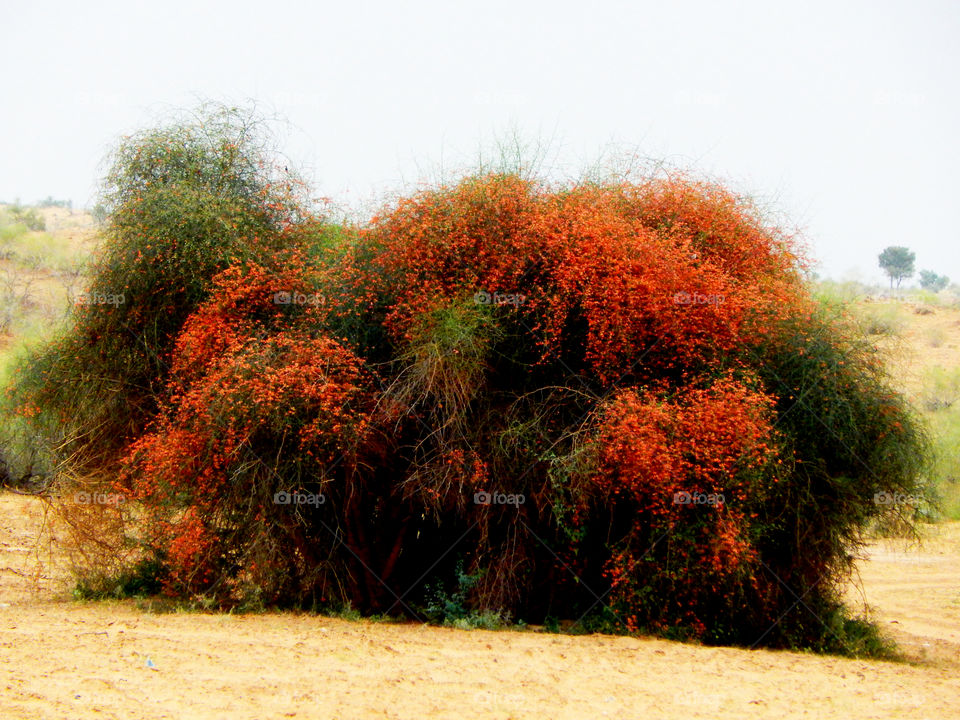 even the deserts have colour to offer