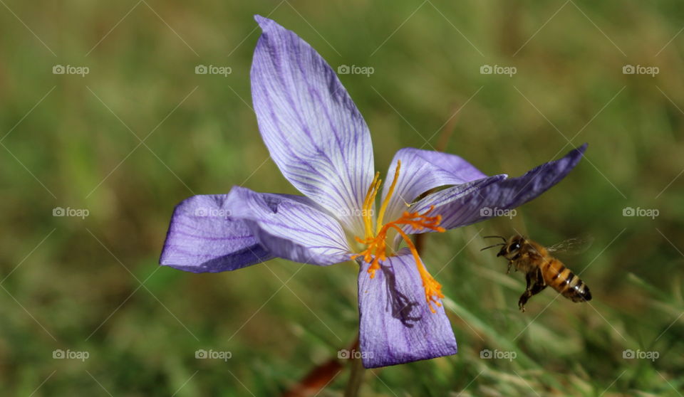Flying bee with pollen
