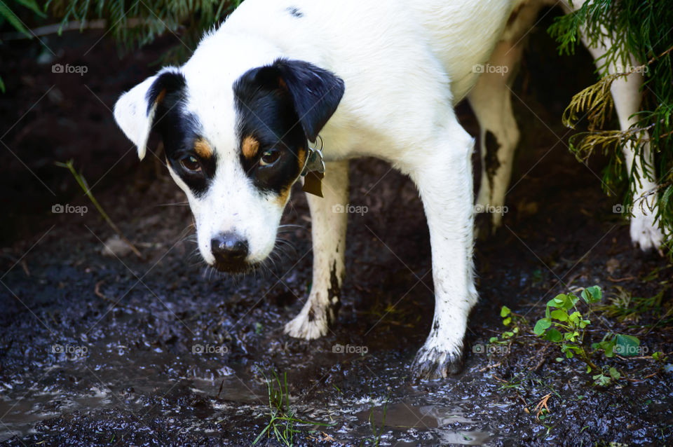 Cute dog caught playing in the mud with guilty look on face,  dirty and covered in mud on face, legs and paws, dog breed is Jack Russell Terrier 