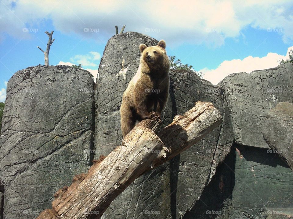 Brown bear 