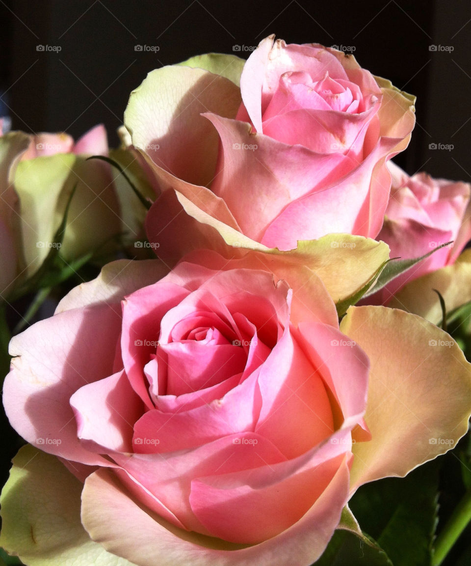 pink fresh roses beuatiful by chattis