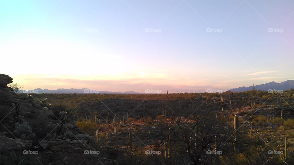 Sunset on Saguaro national forest east