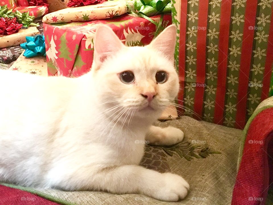 Pretty Christmas cat 