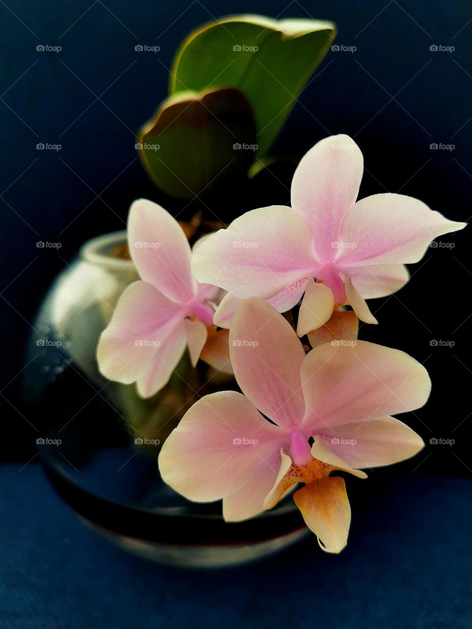 Orchid. Plant portrait.