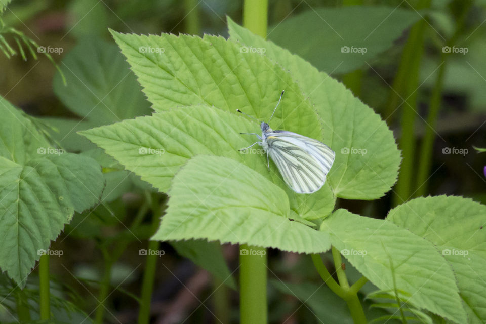 Butterfly on green leaf 