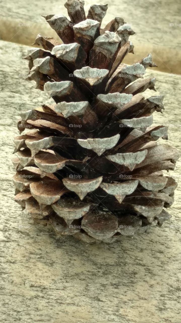 pine cone