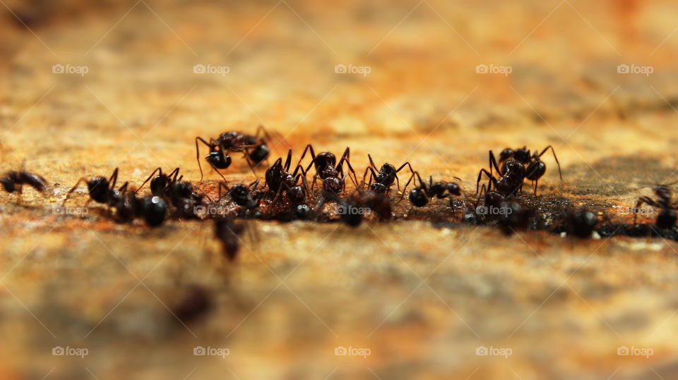 ants makinh their way through the cracks of the wood