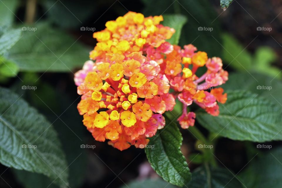 Lantana in close up