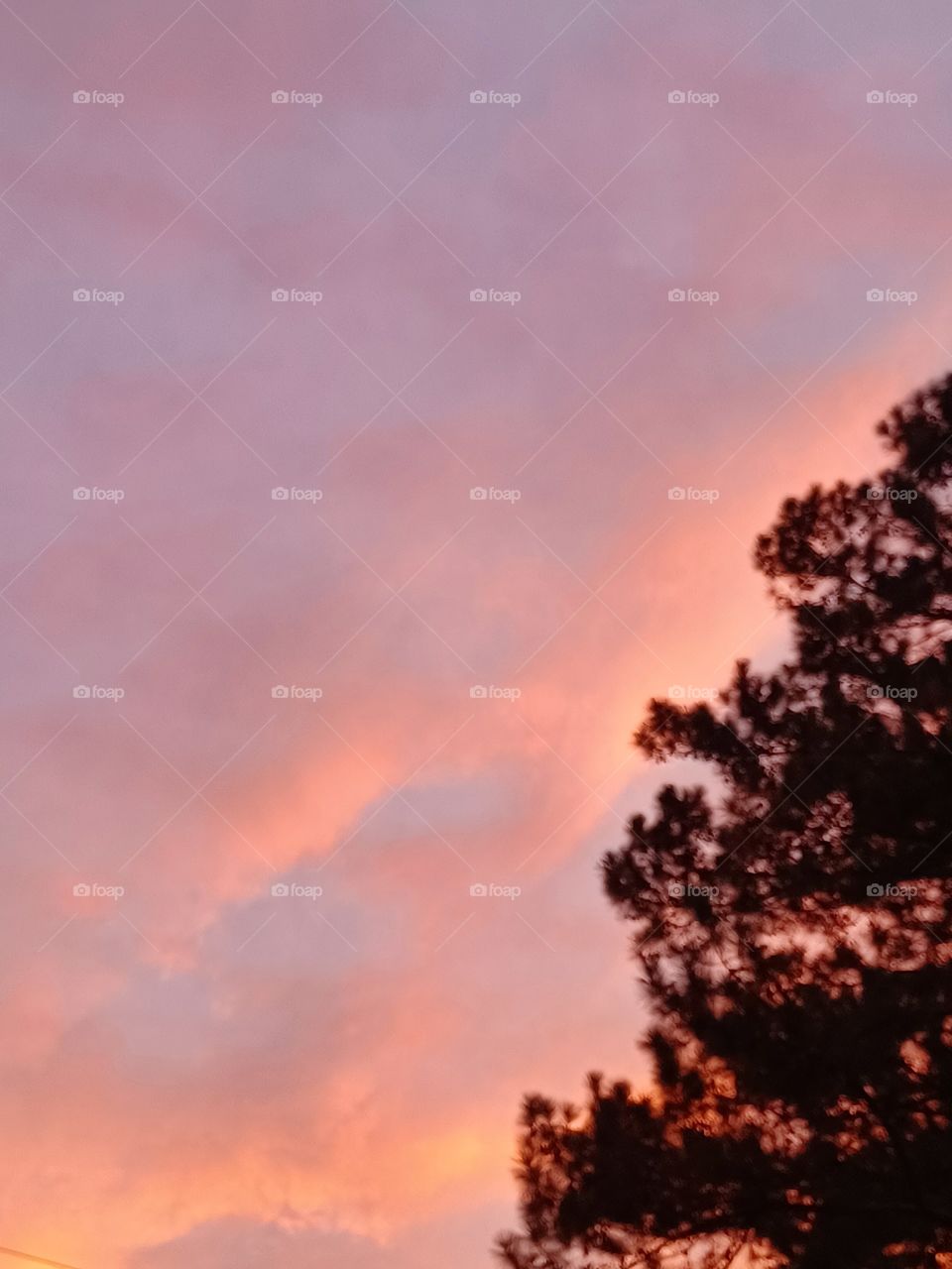 Sunset in the Pines
