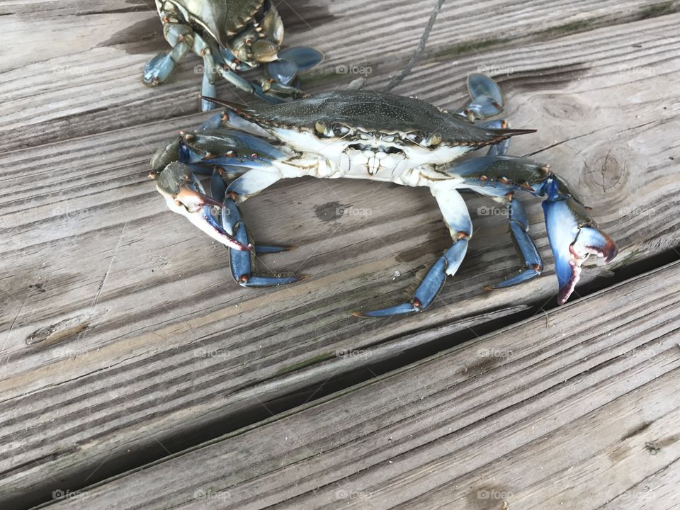 Here’s looking at you, Crab!