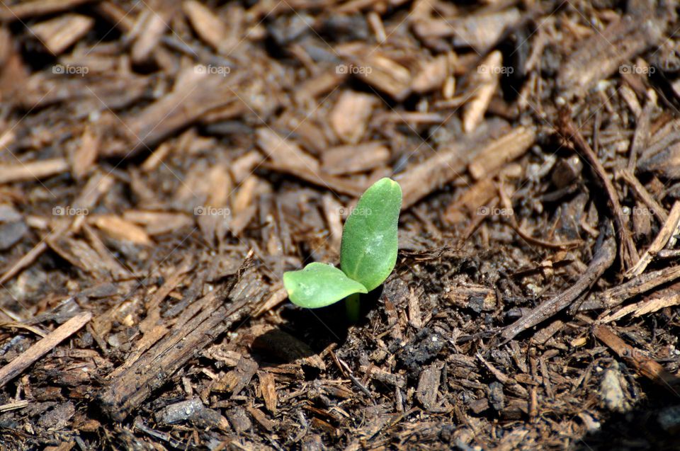 Little seedling