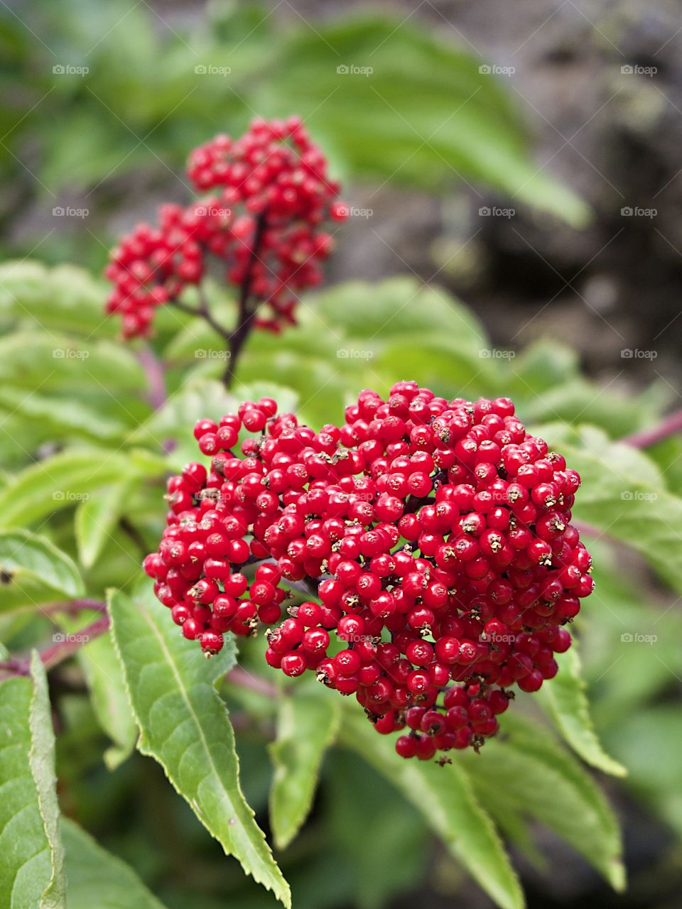 Bright red Elderberries bursting from green leaves in the hardened lava fields high in Oregon’s Cascade Mountains on a summer day. 