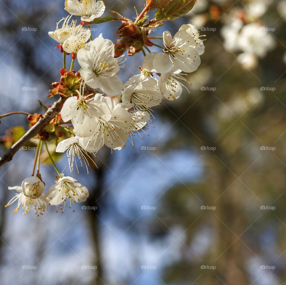 Kwitnąca czereśnia
