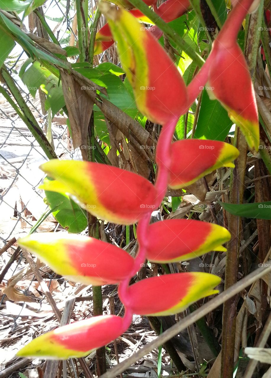 tropical Heliconia lobster claw Fort Lauderdale Florida