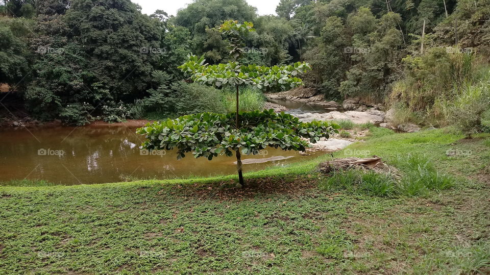 Árvore na Beira do Riacho RURAL
