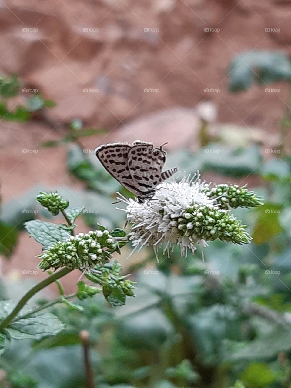 Butterfly in action