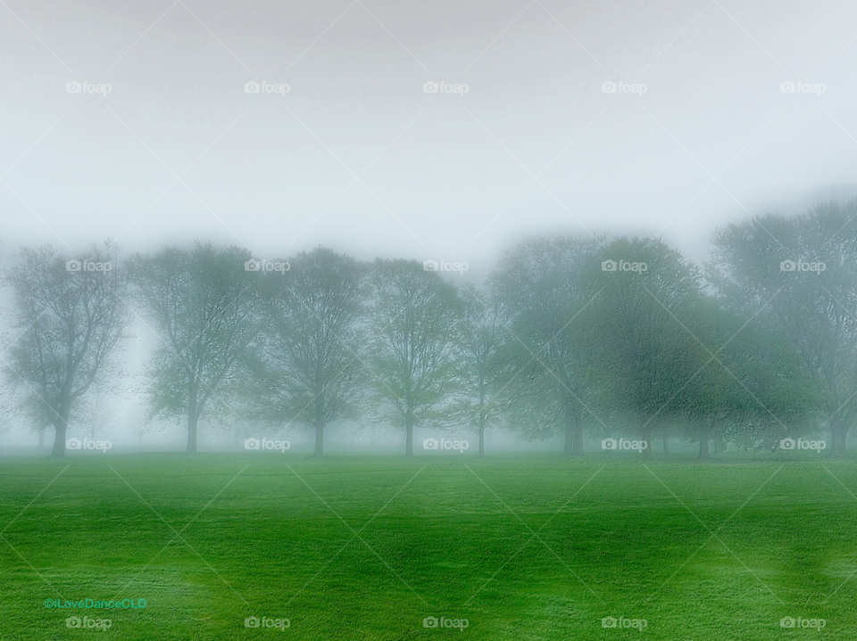 Trees in morning fog in Chicago's Jackson Park.