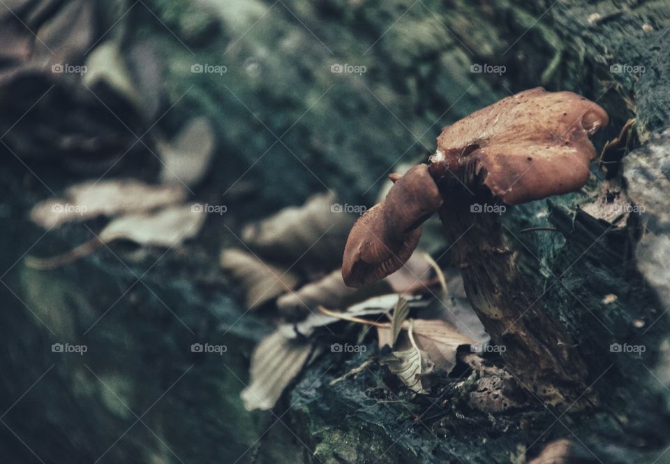 Mashrooms on tree trunk