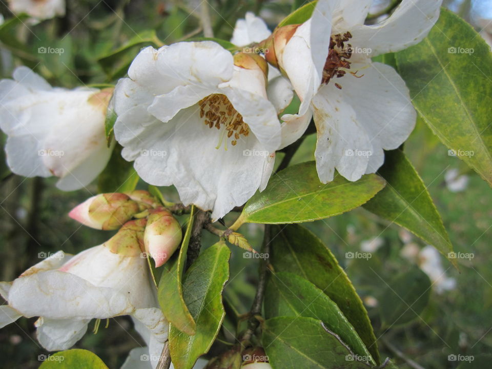 Spring Blooms