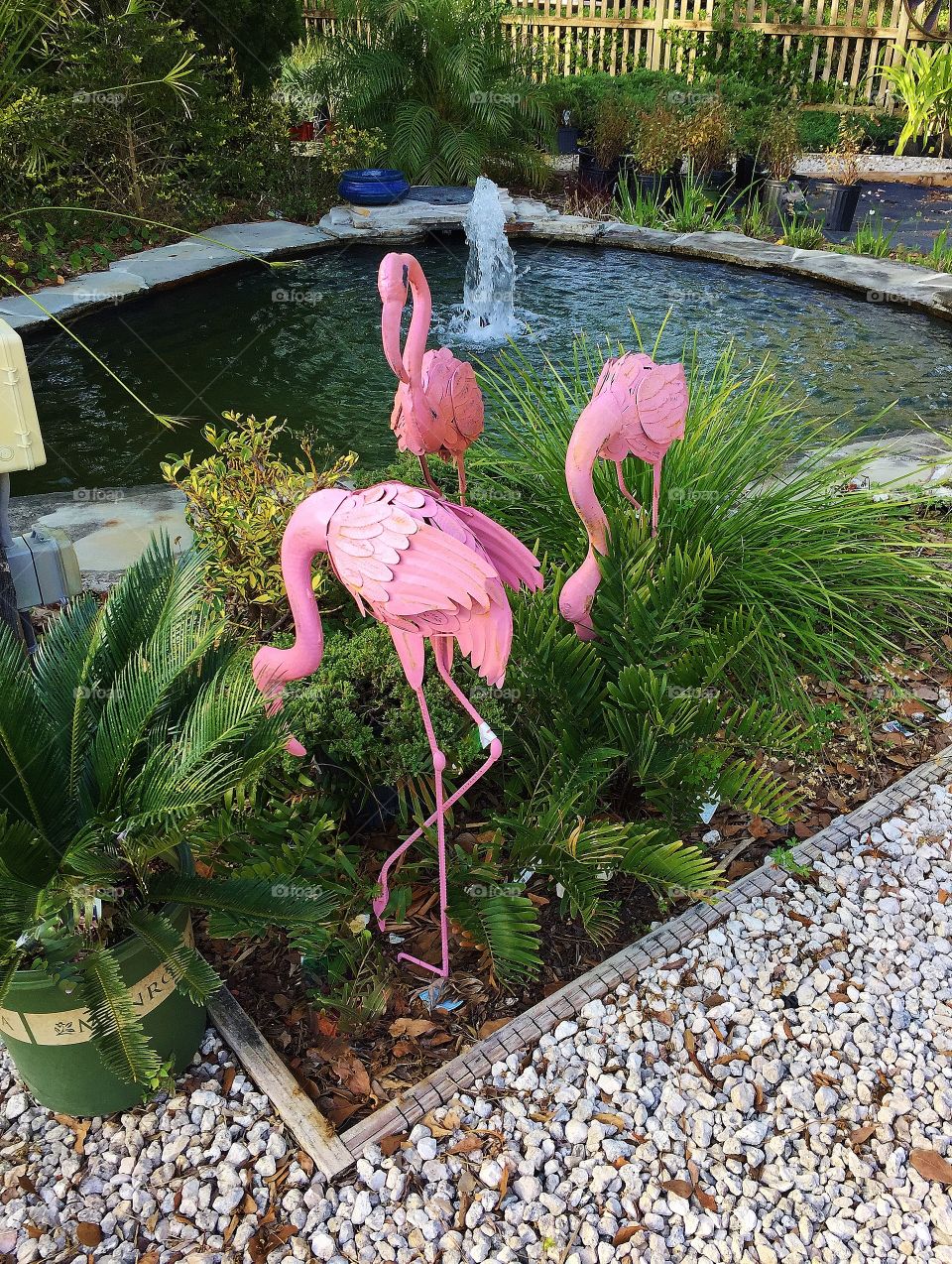 Pink flamingos