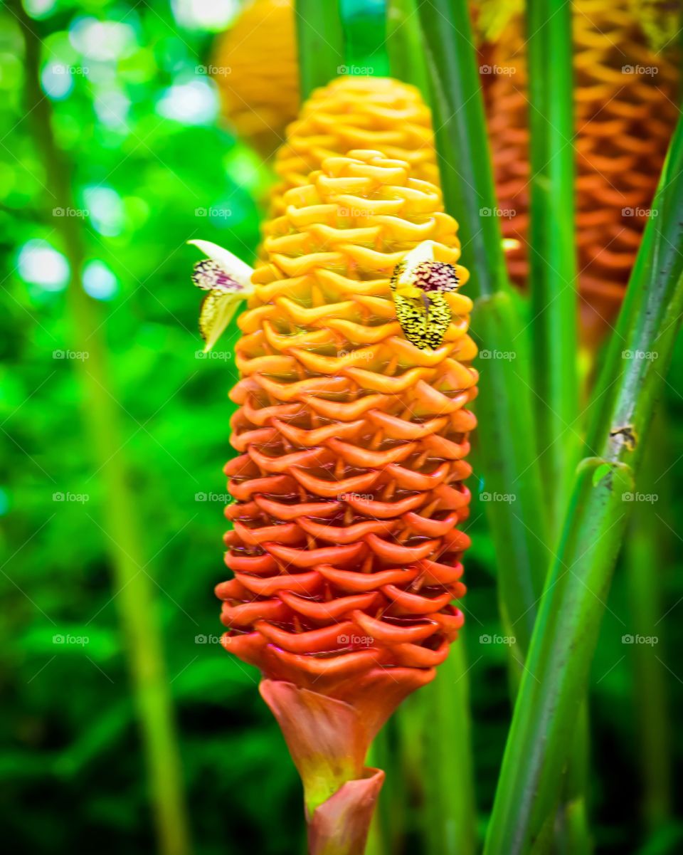 Beehive ginger, colorful and tropical