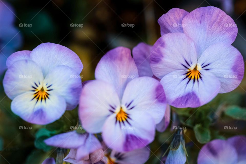 Night day flowers