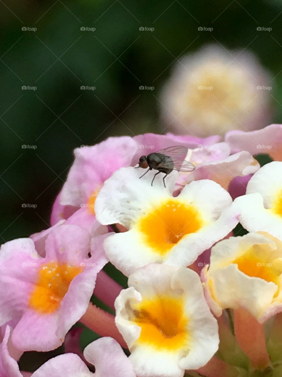 Fly on white and orange flowers