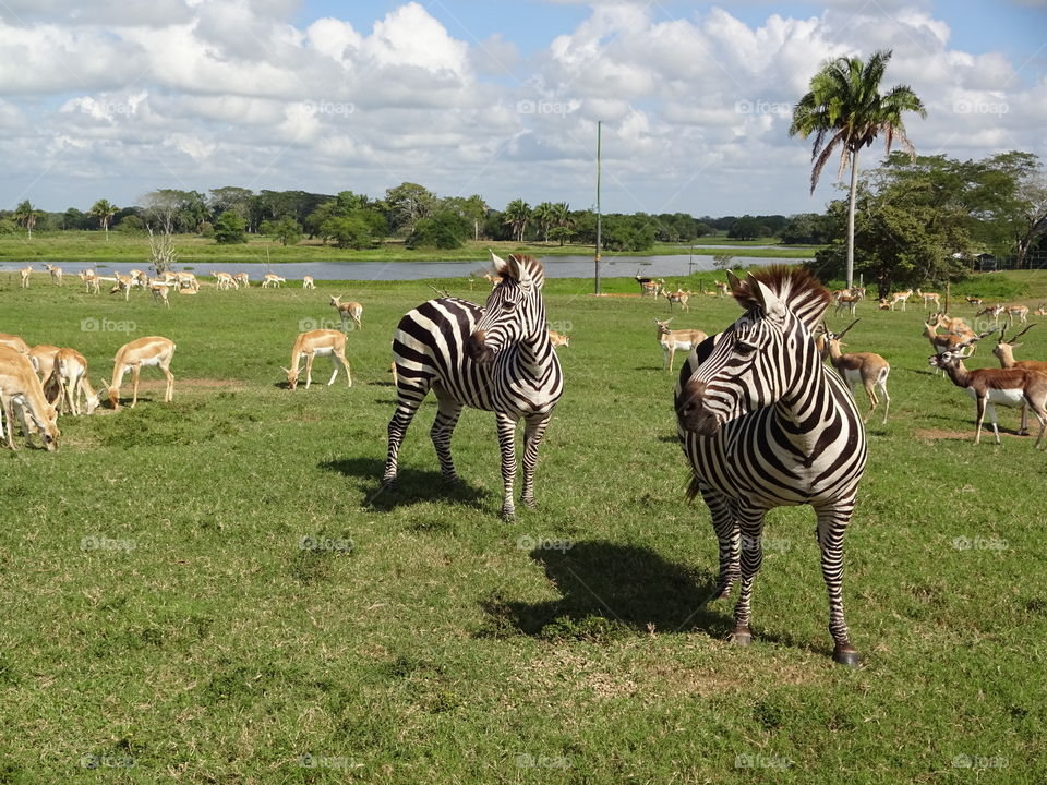 Zebras and deers