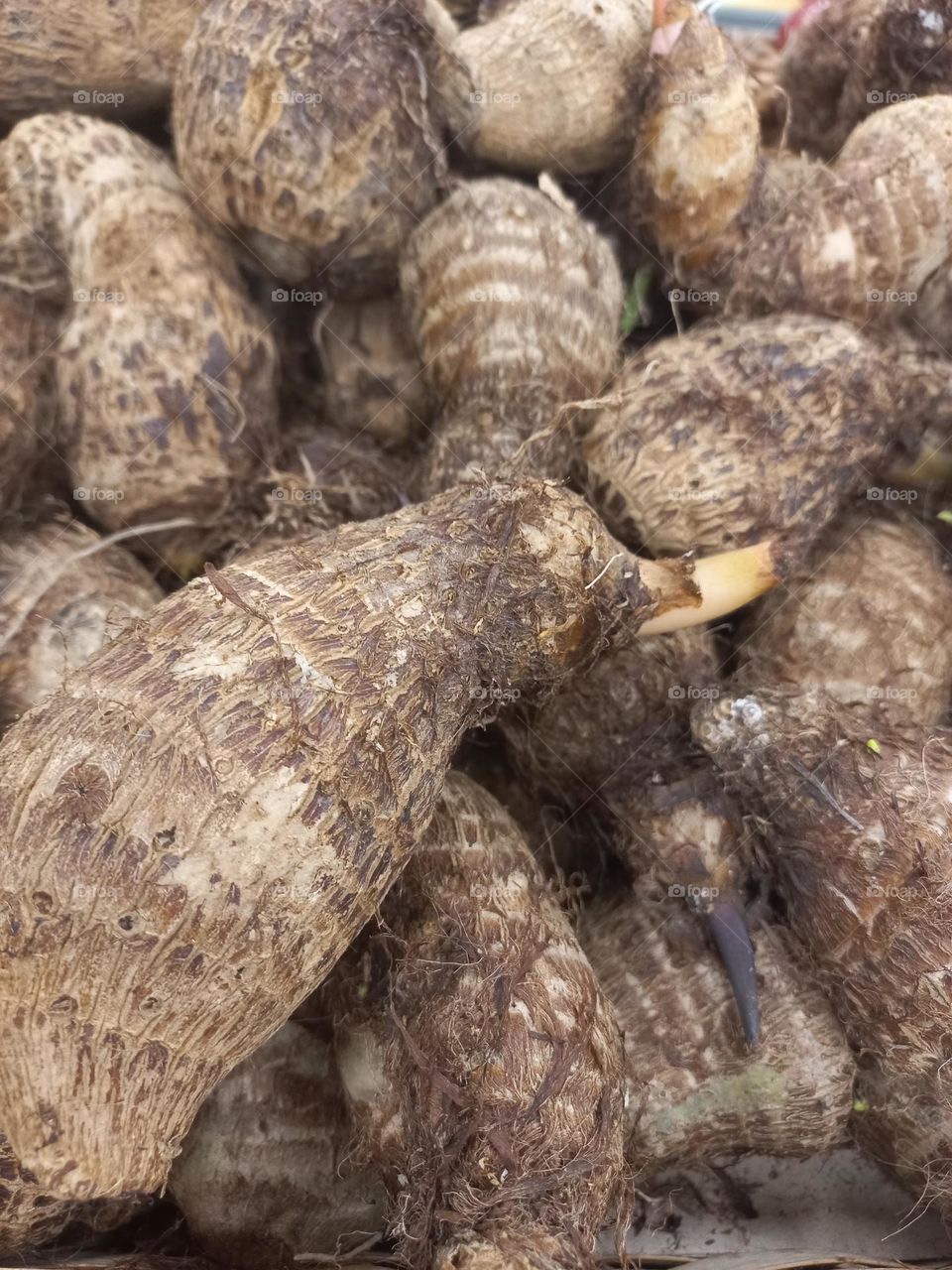 O inhame é um tubérculo rico em nutrientes, como a vitamina C, vitamina B6, potássio,  magnésio, fibras e folato (B9), que desempenham funções  essenciais  para o fortalecimento  do sistema imunológico,  formação  de glóbulos vermelhos...