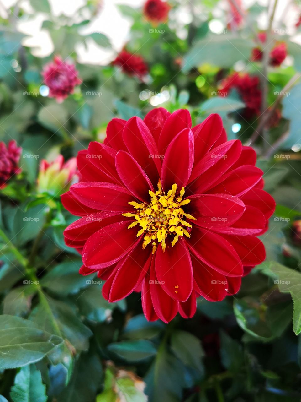 red flower