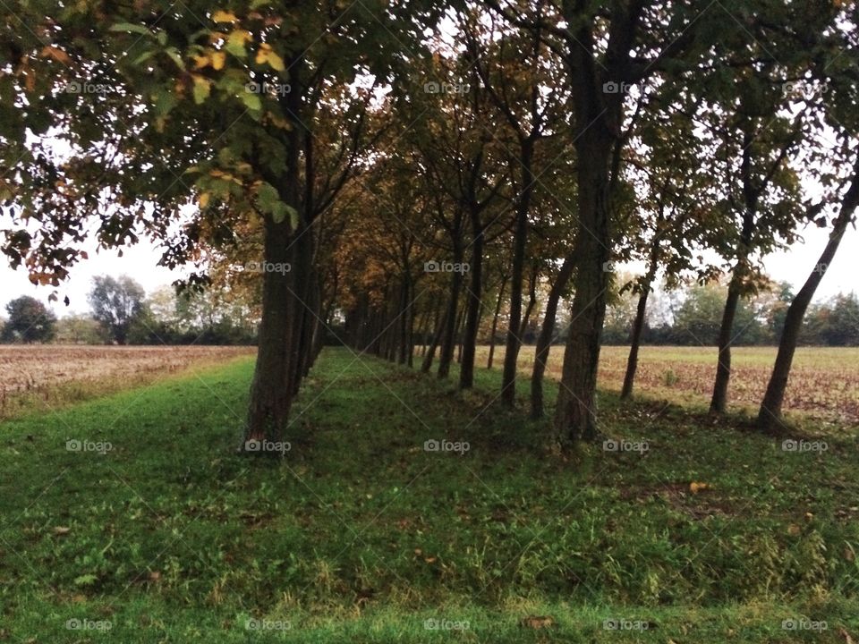 path among the trees